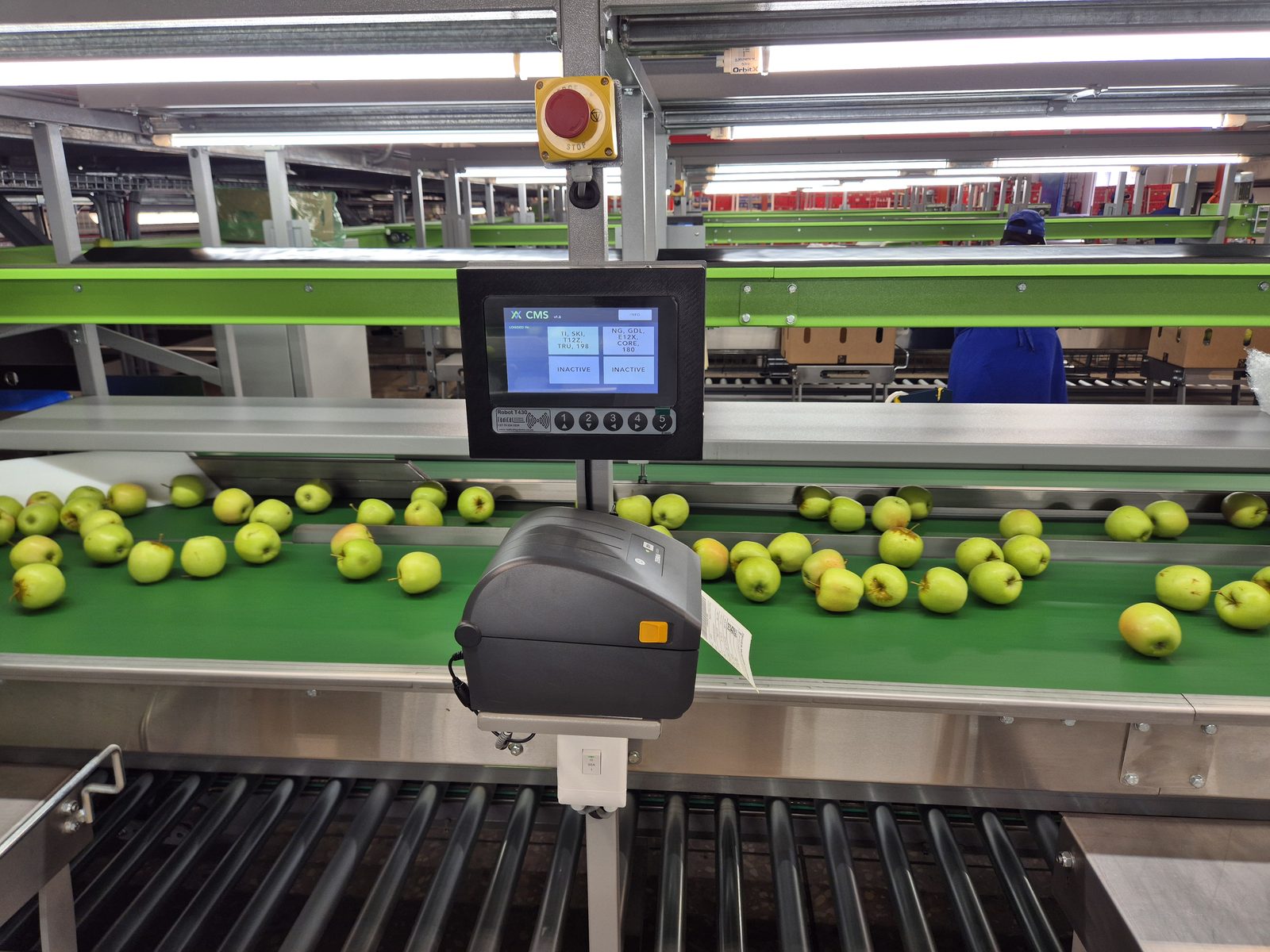 Robot T430 — sizing station over the grading belt
